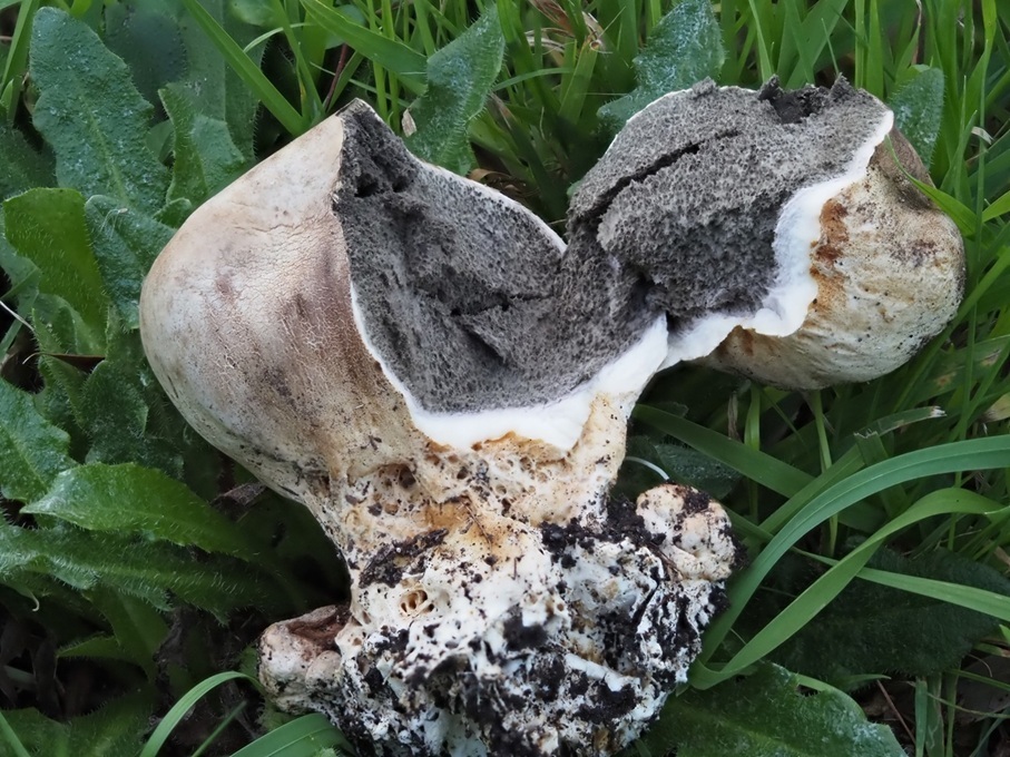 Scleroderma bovista · May 2025 · photo: © petaimmaca68 (iNaturalist, cc0)