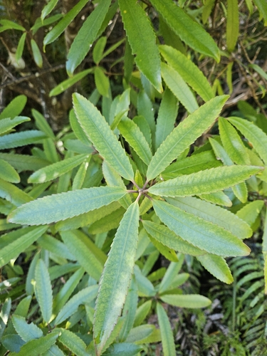 Image of Ixerba brexioides by (c) Angus Campbell, some rights reserved (CC BY)