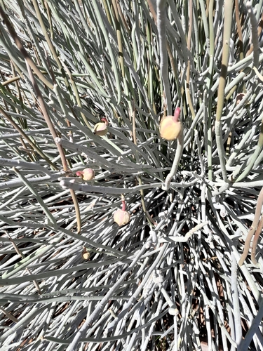 Image of Euphorbia gregaria by no rights reserved