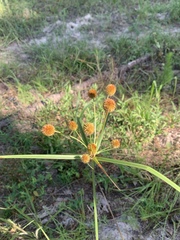 Cyperus echinatus