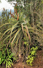 Aloe candelabrum