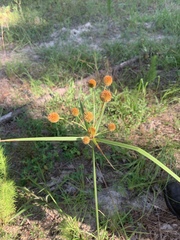 Cyperus echinatus