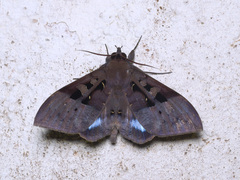 Ischyja