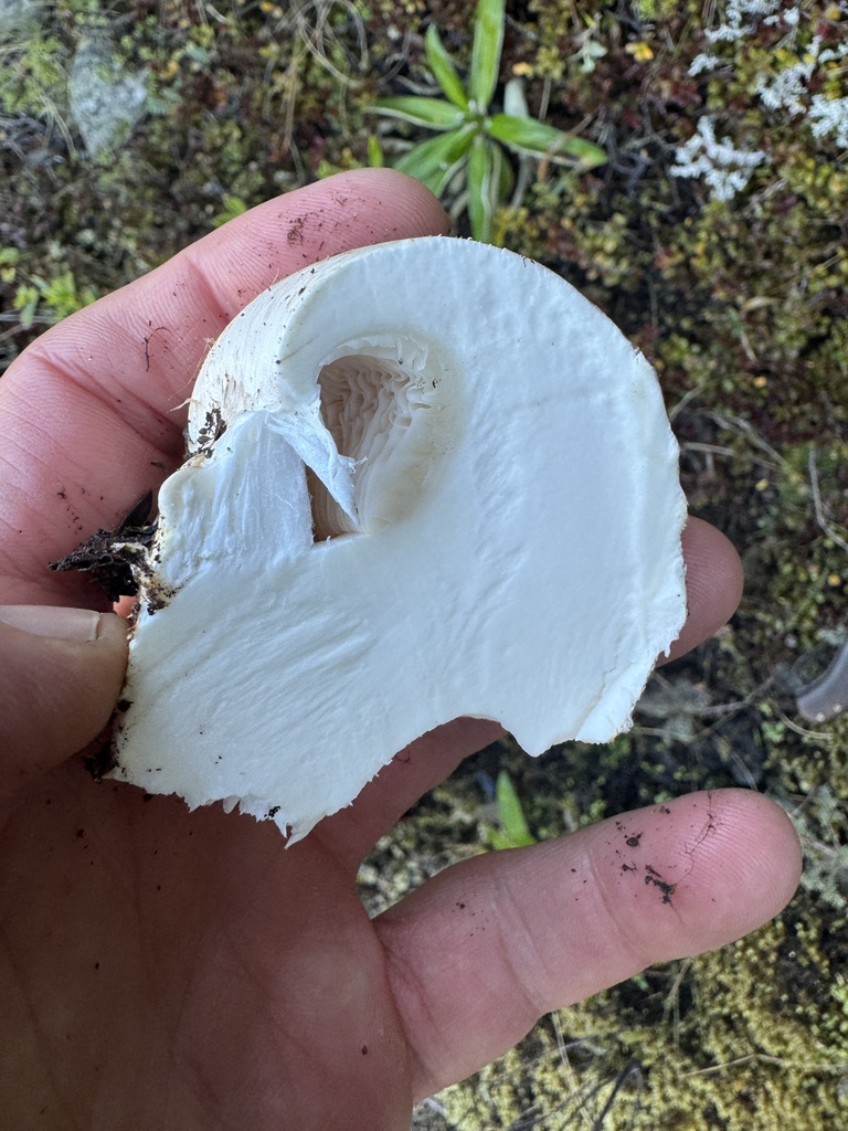 Austrocortinarius australiensis · May 2025 · photo: © iandickie (iNaturalist, cc-by)