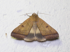 Ophiusa