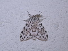 Lymantria subrosea