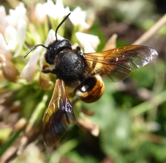 Megachile