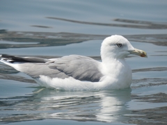 Larus michahellis