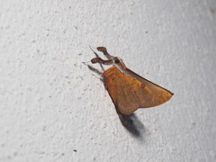 Bematha extensa
