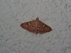 Ischnurges gratiosalis