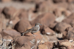 Certhilauda subcoronata