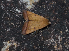 Ophiusa