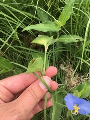 Commelina