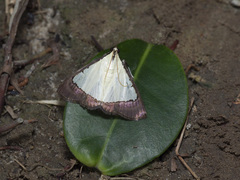 Pitama hermesalis