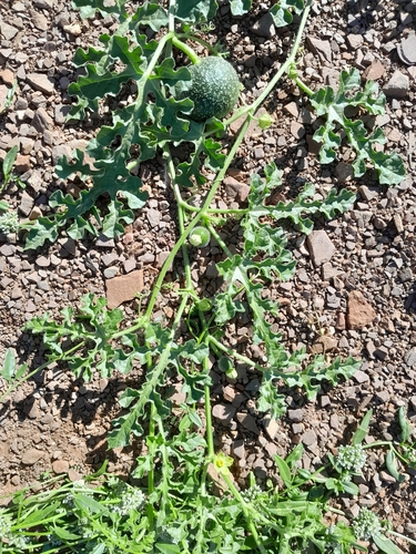 Image of Citrullus rehmii by no rights reserved