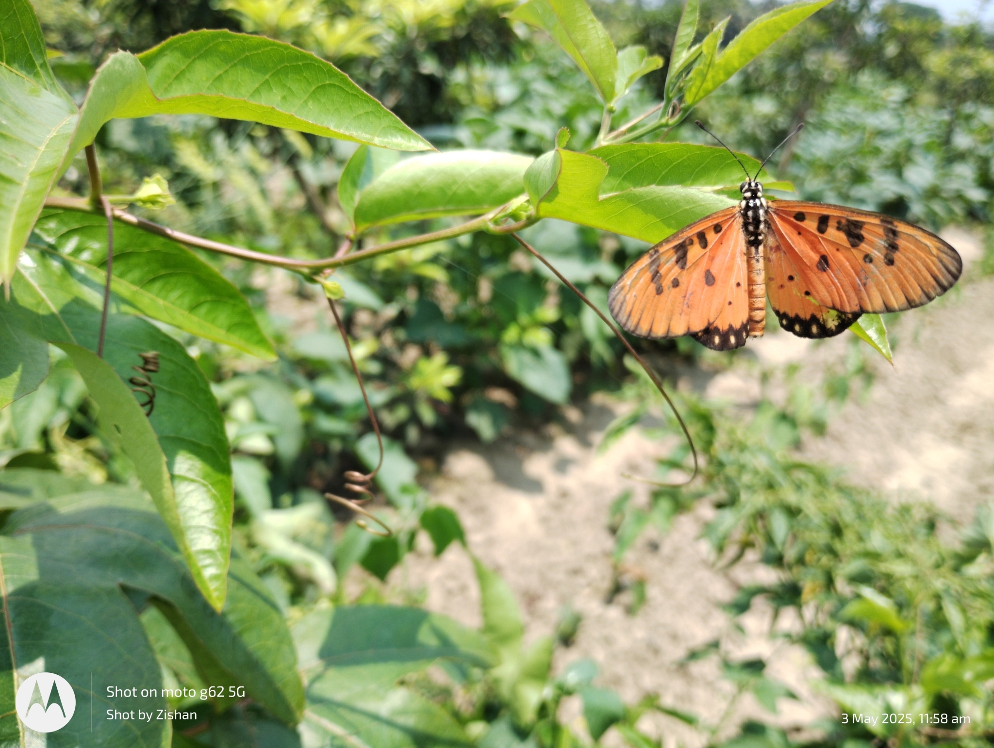 Tawny Coster