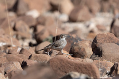 Certhilauda subcoronata