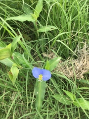 Commelina