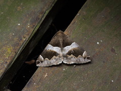 Poaphilini