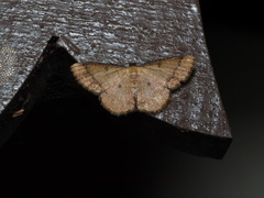 Sundagrapha lepidota