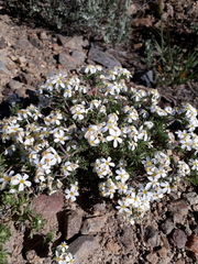 Leptosiphon nuttallii pubescens
