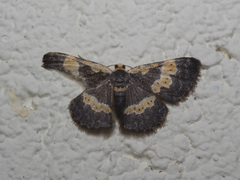 Peratophyga flavomaculata