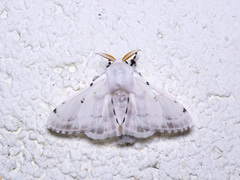 Penicillifera apicalis