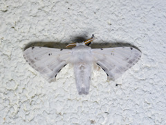 Penicillifera apicalis