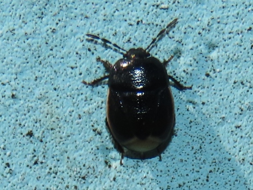 Bordered Shieldbug, Voorschoten, Nederland, photo 3 of 10