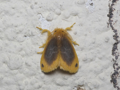 Artaxa nubilosa
