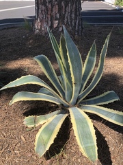 Agave