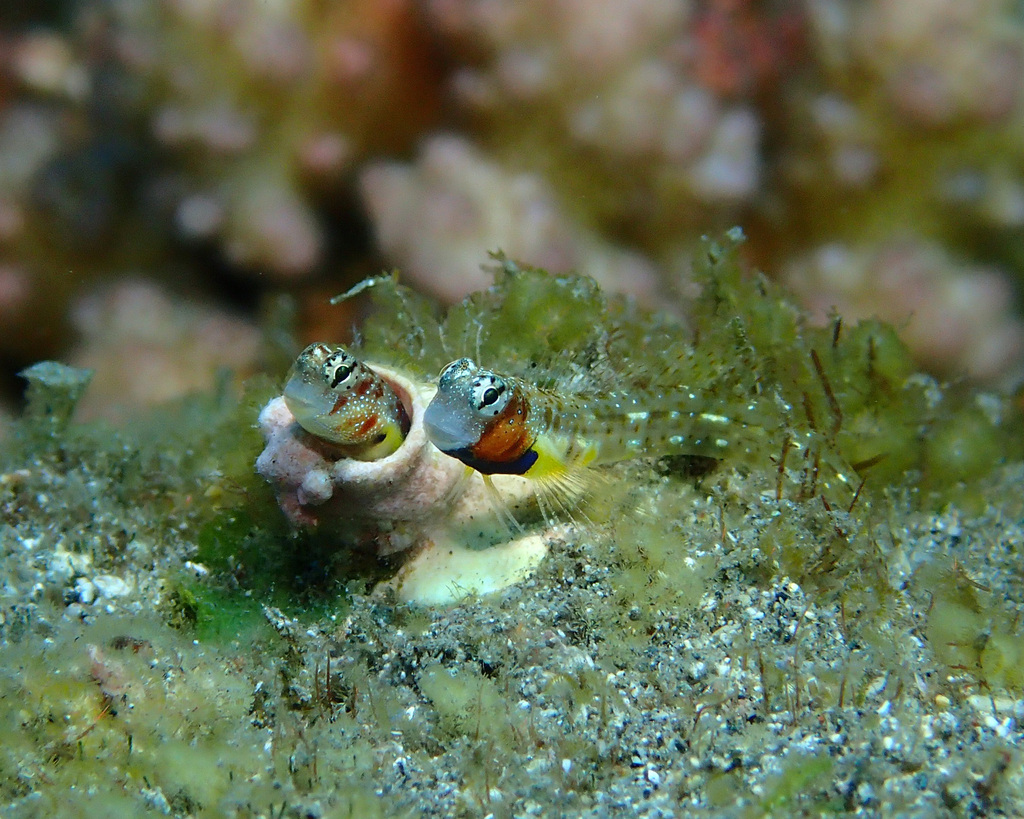 Dwarf Blenny
