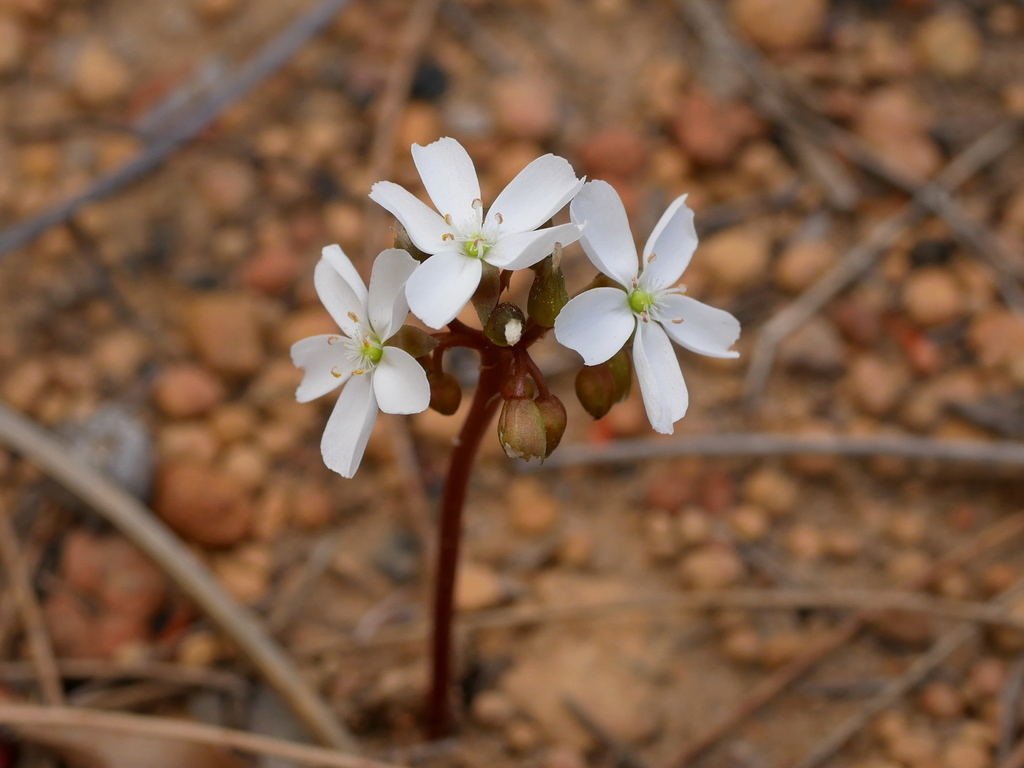 Drosera squamosa