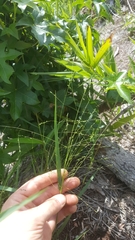 Kellochloa verrucosa