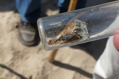 Heteroptera