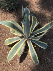 Agave