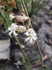 Silene oregana