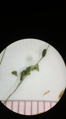 Kellochloa verrucosa