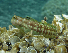 Humpheaded Blenny photo 2