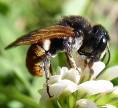 Megachile