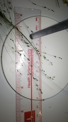 Kellochloa verrucosa