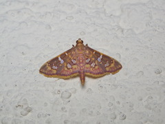 Ischnurges gratiosalis
