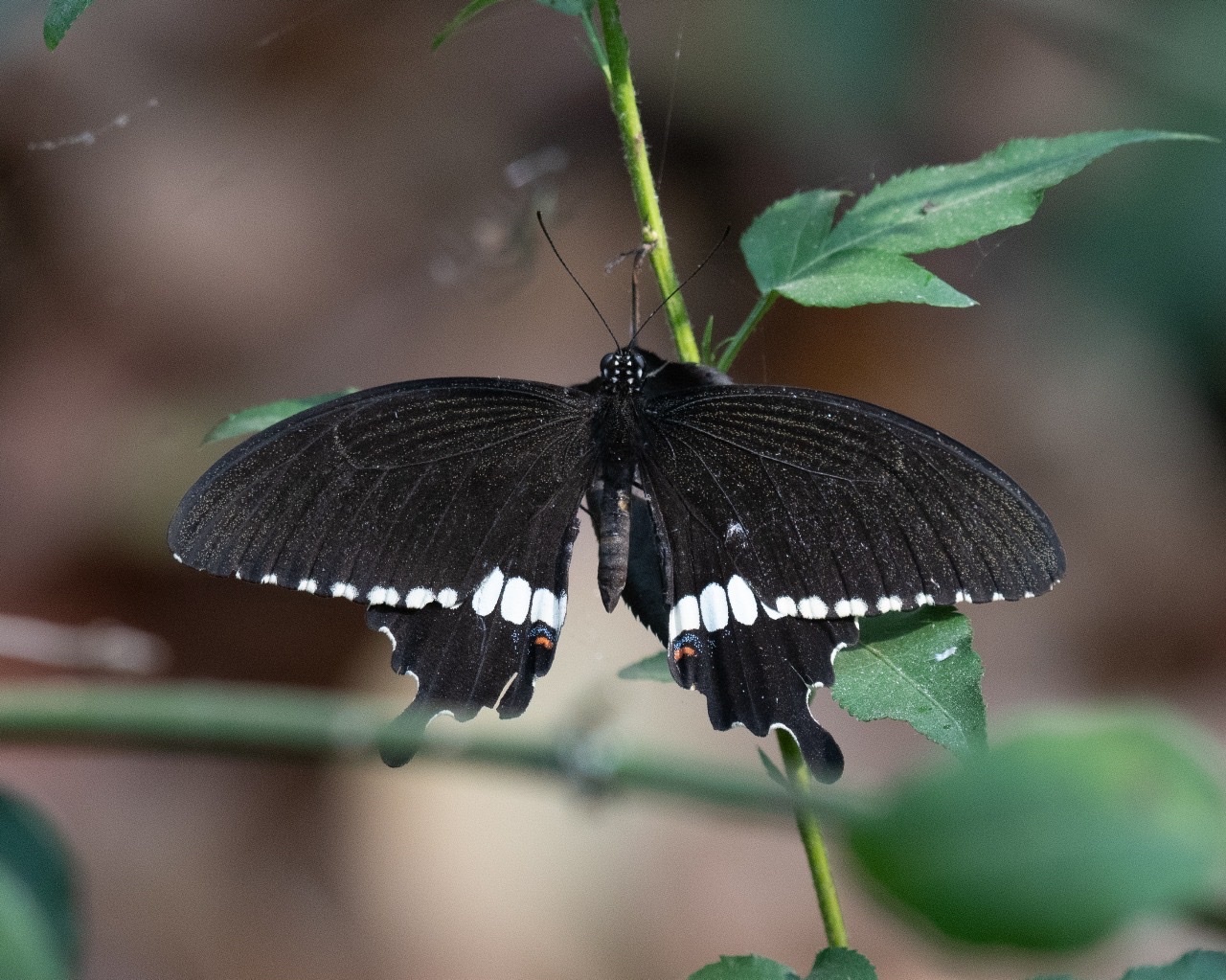 Common Mormon