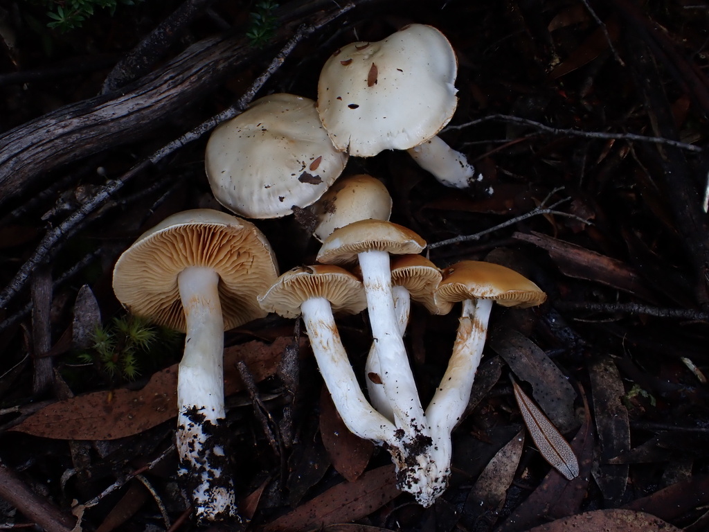 Cortinarius austroalbidus · May 2025 · photo: © oqt (iNaturalist, cc-by)