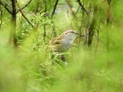 Rhynchospiza strigiceps