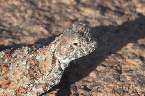 Sunwatcher Toadhead Agama, Phrynocephalus helioscopus