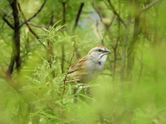 Rhynchospiza strigiceps