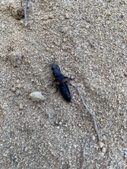 Platydracus fossator