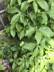 Passiflora incarnata × cincinnata