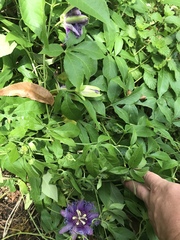 Passiflora incarnata × cincinnata